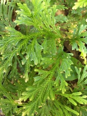 Selaginella longipinna