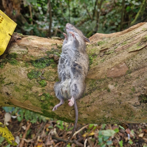 Rattus exulans observed 2026-04-28