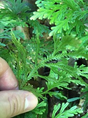 Selaginella longipinna