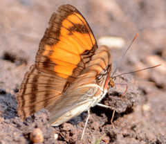 Adelpha mesentina