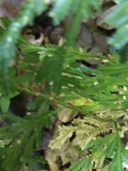 Selaginella longipinna