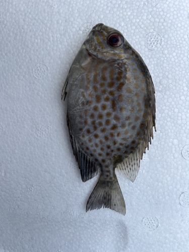 Golden Rabbitfish