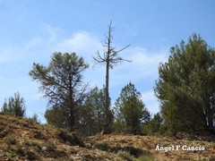 Juniperus thurifera