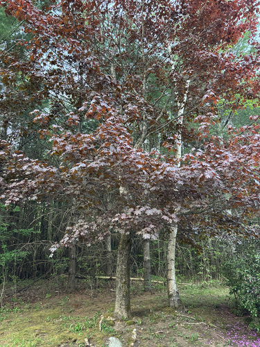 Norway maple