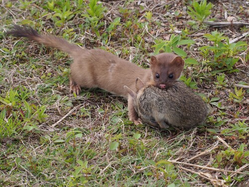 Long-tailed Weasel