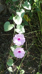 Ipomoea hieronymi