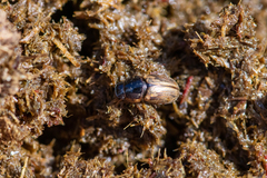 Melinopterus prodromus
