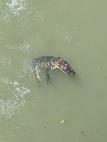 American Alligator