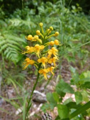 Platanthera cristata