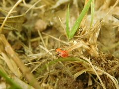 Lygaeus kalmii