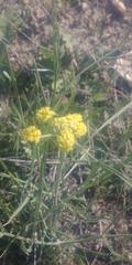 Lomatium triternatum
