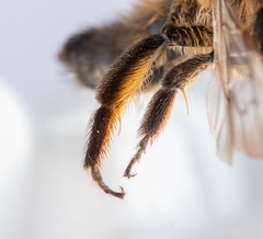 Andrena apicata