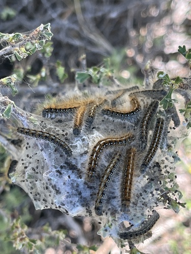 iNaturalist observation photo of Western Tent Caterpillar Moth