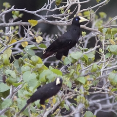 Psarocolius decumanus