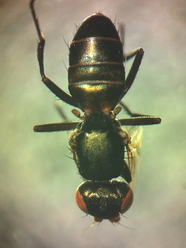 Saltella sphondylii, 2026-05-09