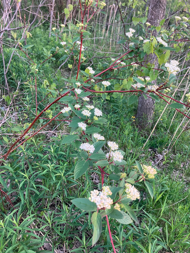 red osier dogwood