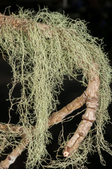 Ramalina australiensis
