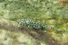 Bathygobius lineatus