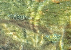 Bathygobius lineatus