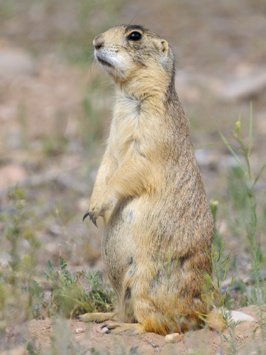 Utah Prairie Dog observed by markc666