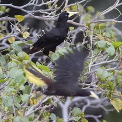 Psarocolius decumanus