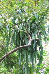 Epiphyllum phyllanthus