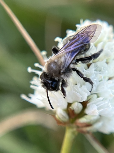 iNaturalist observation photo of Mining Bees