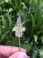 Plantago lanceolata
