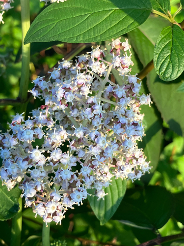red-berried elder