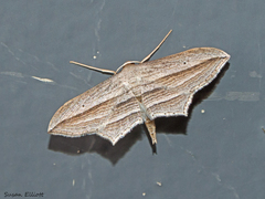 Arcobara multilineata