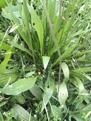 Plantago lanceolata