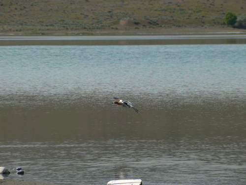 American Avocet