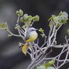 Tyrannus melancholicus