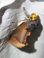Gonodonta
