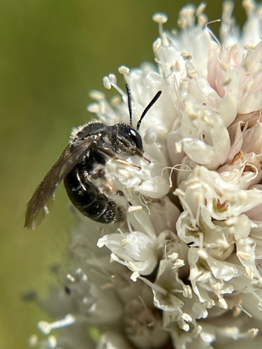 iNaturalist observation photo of Mining Bees