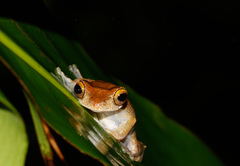 Leptomantis malkmusi