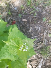 Alliaria petiolata