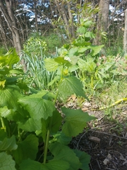 Alliaria petiolata