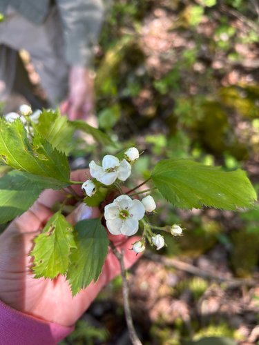 Crataegus pruinosa, 2026-05-21