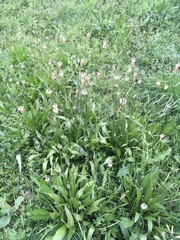 Plantago lanceolata