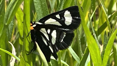 iNaturalist observation photo of MacCulloch's Forester Moth