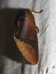 Gonodonta