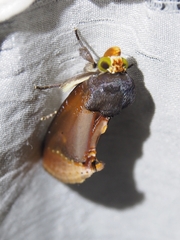 Gonodonta