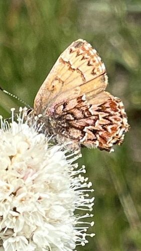 iNaturalist observation photo of Western Pine Elfin