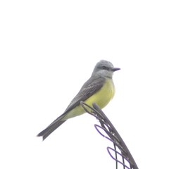 Tyrannus melancholicus