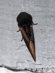 Gonodonta
