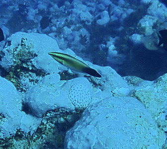 Labroides rubrolabiatus observed 2026-05-22