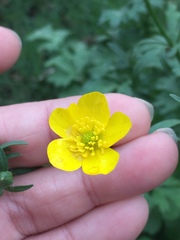 Ranunculus