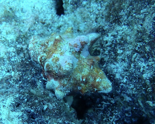 Mancinella armigera observed 2026-05-22