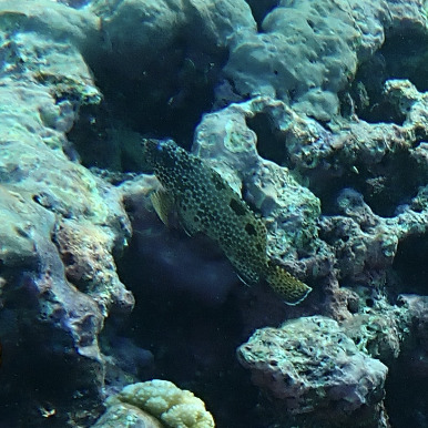 Epinephelus spilotoceps observed 2026-05-22
